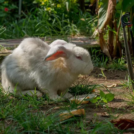 Проживание в семье Baraka House Чирали