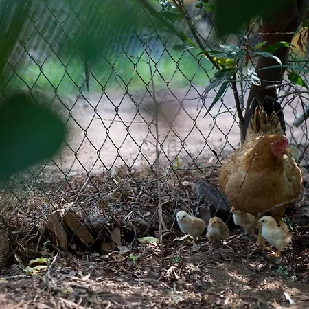 Baraka House Проживание в семье Чирали